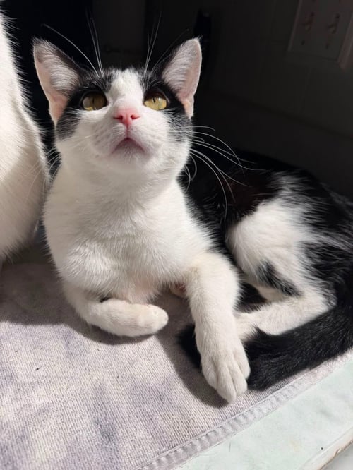 JANE - Domestic Medium Hair available for adoption