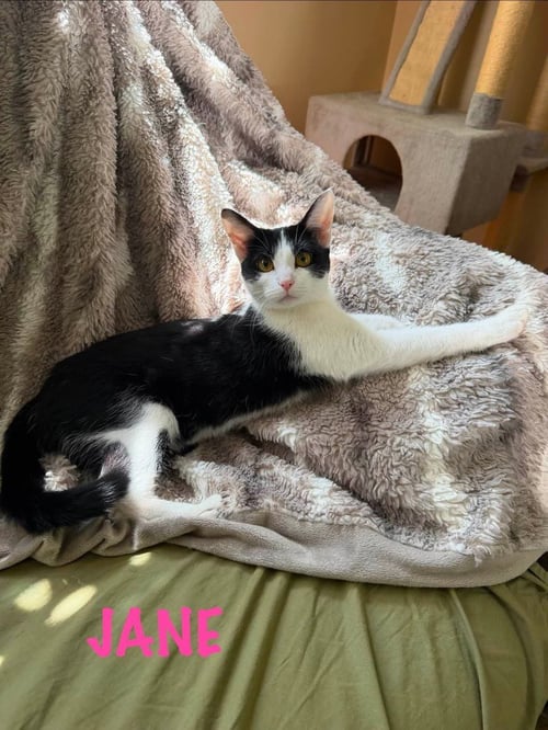JANE - Domestic Medium Hair available for adoption