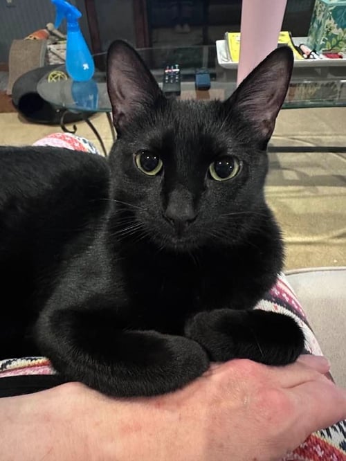 NIMSHI - Domestic Medium Hair available for adoption