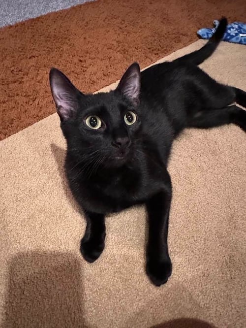 NIMSHI - Domestic Medium Hair available for adoption