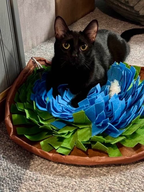 NIMSHI - Domestic Medium Hair available for adoption