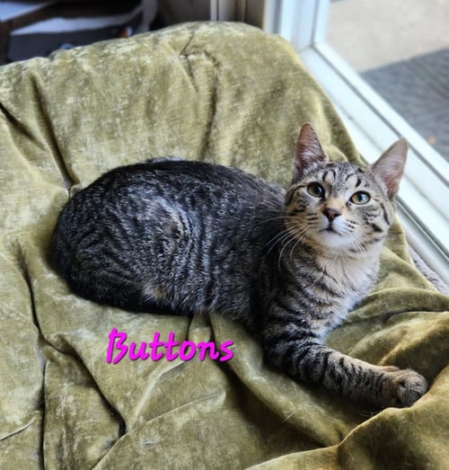 BUTTONS - Domestic Medium Hair available for adoption