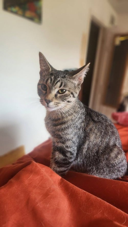 BUTTONS - Domestic Medium Hair available for adoption