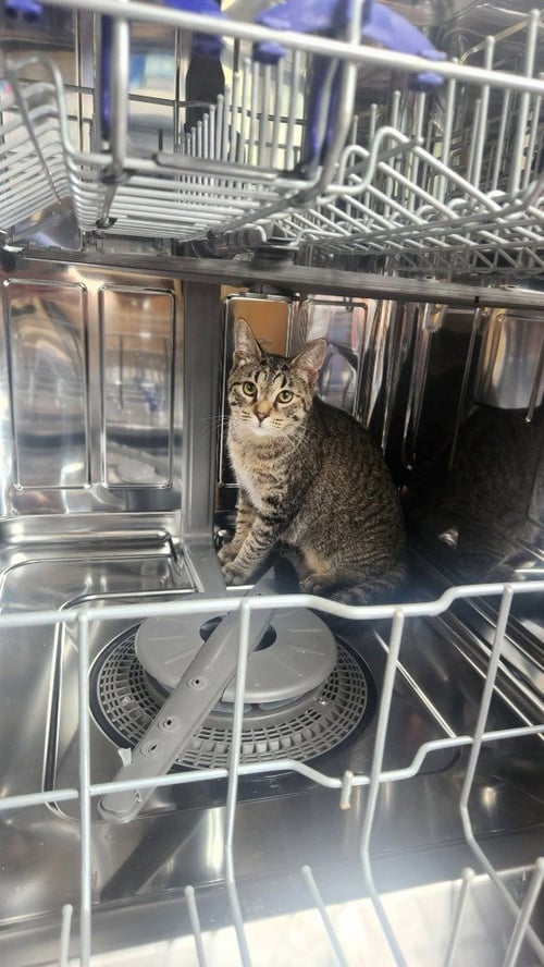 BUTTONS - Domestic Medium Hair available for adoption