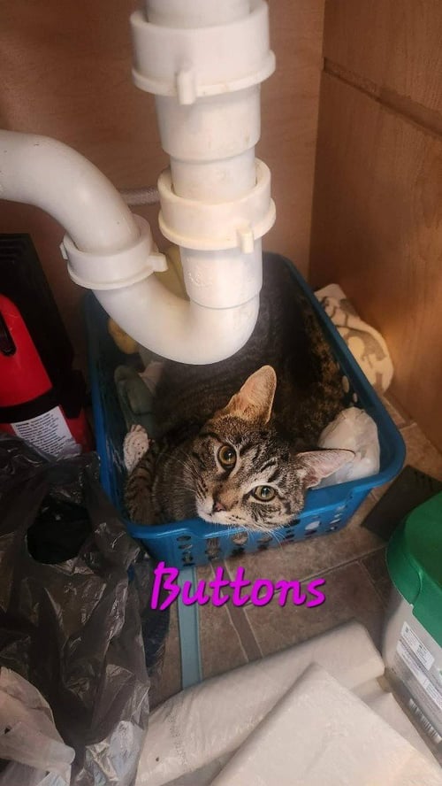 BUTTONS - Domestic Medium Hair available for adoption