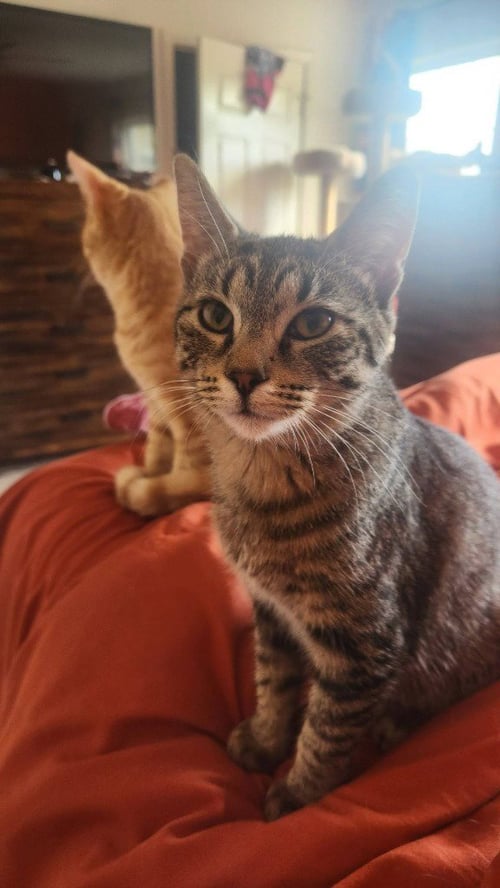 BUTTONS - Domestic Medium Hair available for adoption
