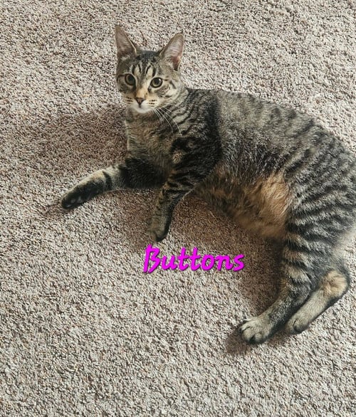 BUTTONS - Domestic Medium Hair available for adoption