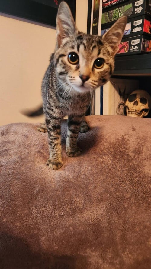 BUTTONS - Domestic Medium Hair available for adoption