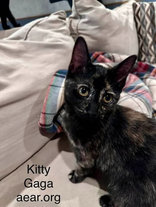 KITTY GAGA - Domestic Medium Hair available for adoption