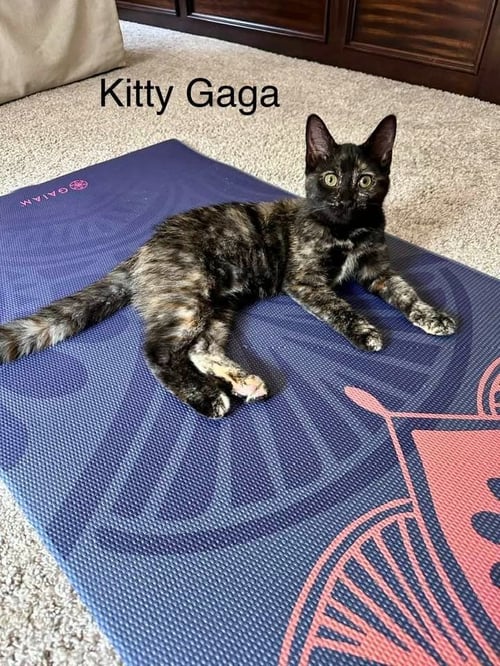 KITTY GAGA - Domestic Medium Hair available for adoption