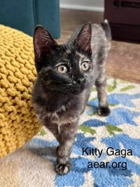 Kitty Gaga - Photo 1