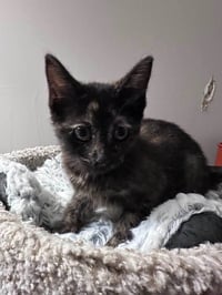Kitty Gaga - Photo 4