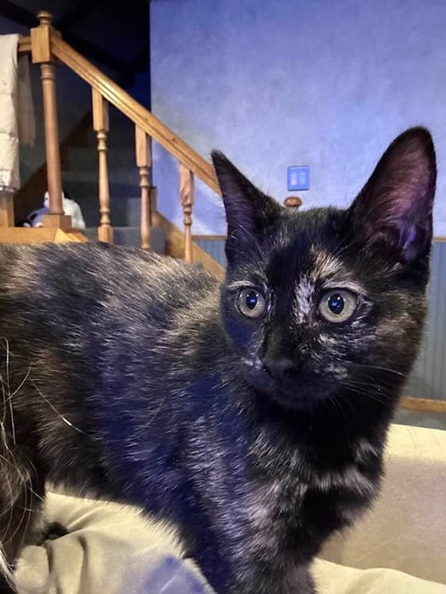 KITTY GAGA - Domestic Medium Hair available for adoption
