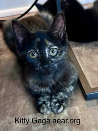 Kitty Gaga - Photo 2