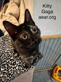 Kitty Gaga - Photo 3