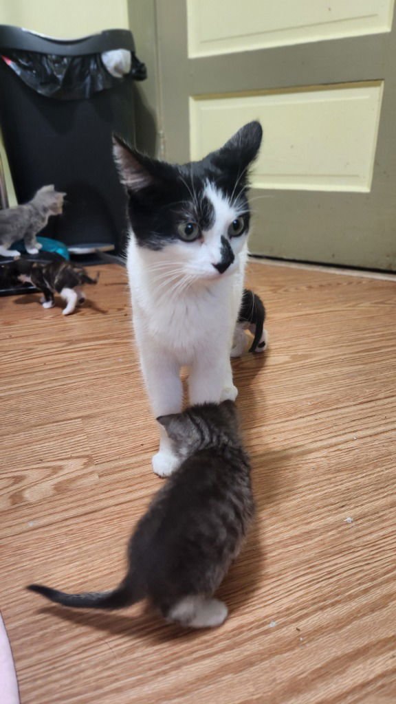 PAIGE - Domestic Short Hair available for adoption