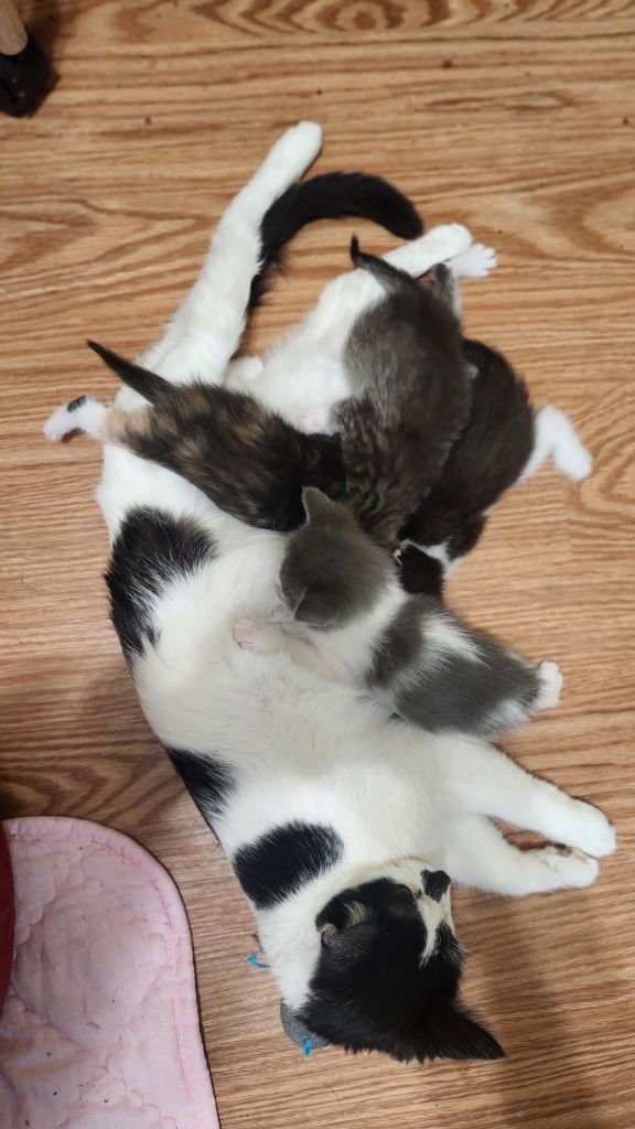 PAIGE - Domestic Short Hair available for adoption