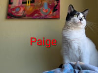 Paige - Photo 4