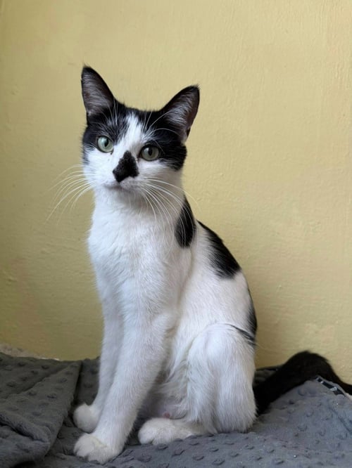 PAIGE - Domestic Short Hair available for adoption