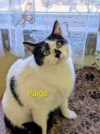 Paige - Photo 3