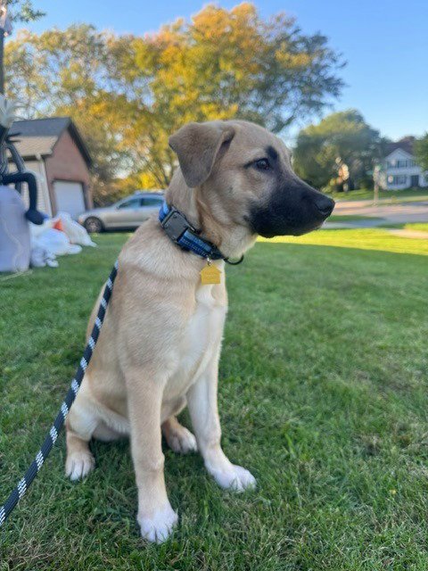 CHARLIE - Shepherd available for adoption