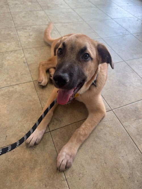 CHARLIE - Shepherd available for adoption