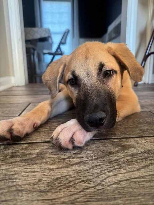 CHARLIE - Shepherd available for adoption