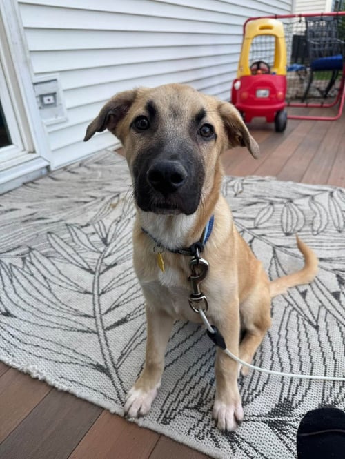CHARLIE - Shepherd available for adoption