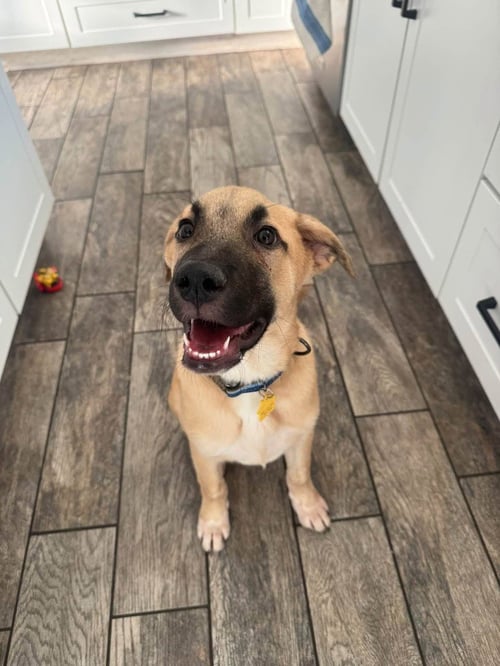 CHARLIE - Shepherd available for adoption