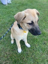 Charlie - Photo 2