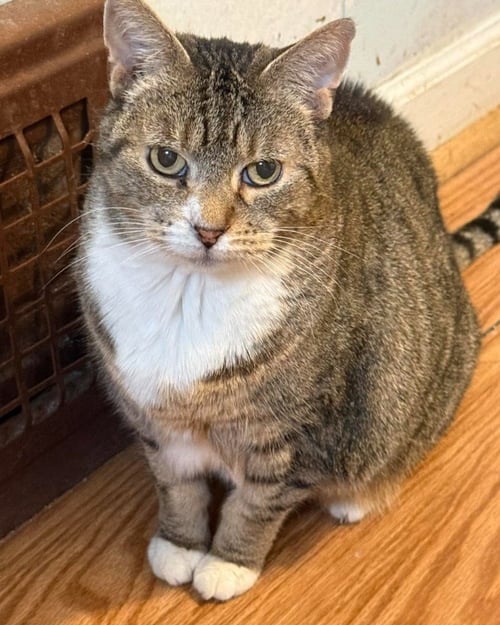 ROXY - Domestic Medium Hair available for adoption