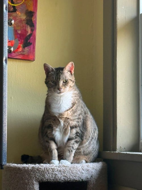 ROXY - Domestic Medium Hair available for adoption