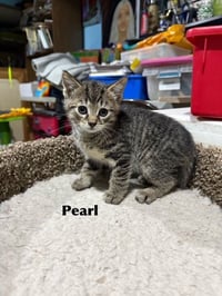 Pearl - Photo 1