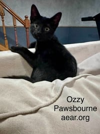Ozzy Pawsborne - Photo 4