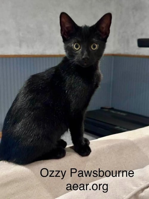 OZZY PAWSBORNE - Domestic Medium Hair available for adoption