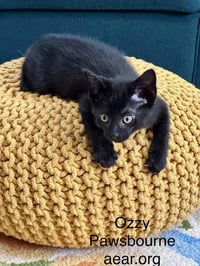 Ozzy Pawsborne - Photo 4