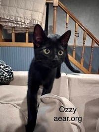 Ozzy Pawsborne - Photo 3