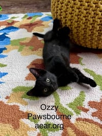 Ozzy Pawsborne - Photo 1