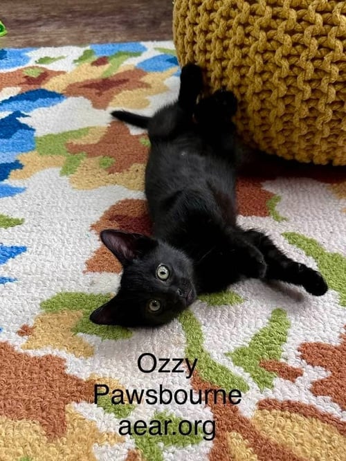 OZZY PAWSBORNE - Domestic Medium Hair available for adoption
