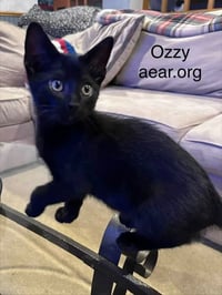 Ozzy Pawsborne - Photo 3