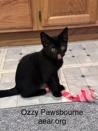 Ozzy Pawsborne - Photo 2