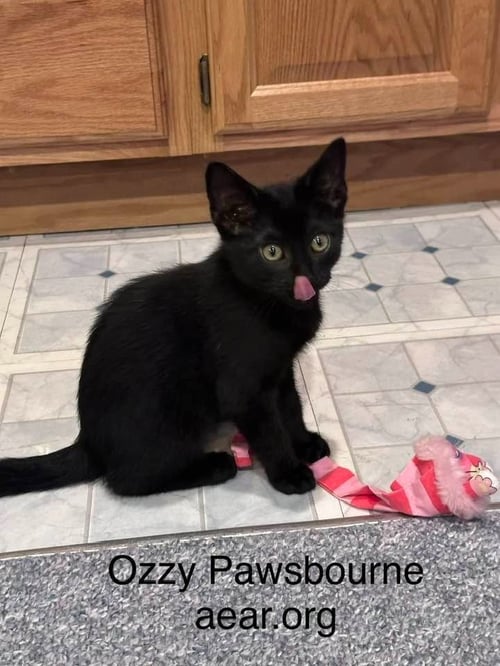 OZZY PAWSBORNE - Domestic Medium Hair available for adoption
