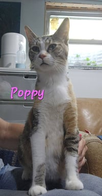 Poppy - Photo 3