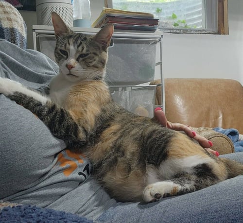 POPPY - Domestic Medium Hair available for adoption