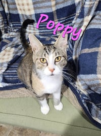 Poppy - Photo 1