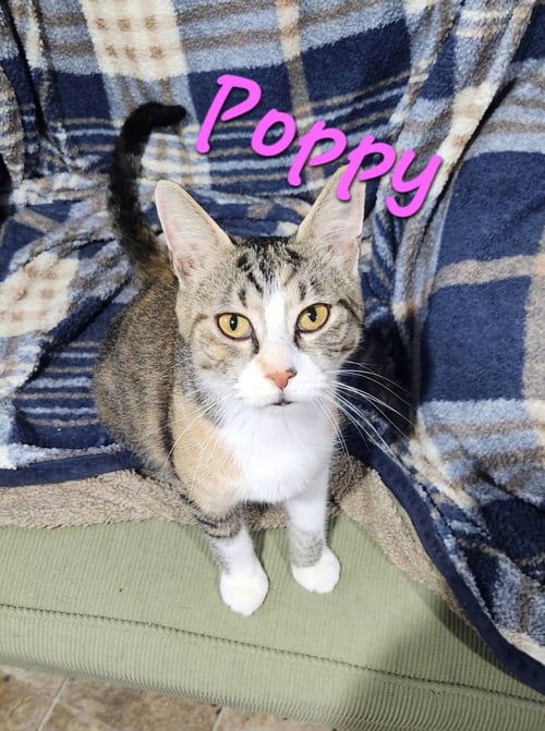 POPPY - Domestic Medium Hair available for adoption