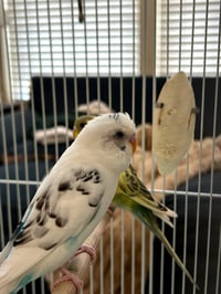 Buzz - Photo 1