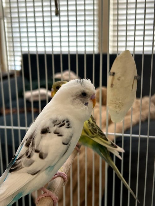 BUZZ - Parakeet - Other available for adoption