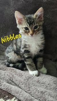 Nibbles - Photo 3