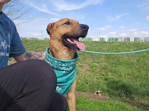 JACKSON - German Shepherd Dog / Labrador Retriever for adoption in Kenosha
